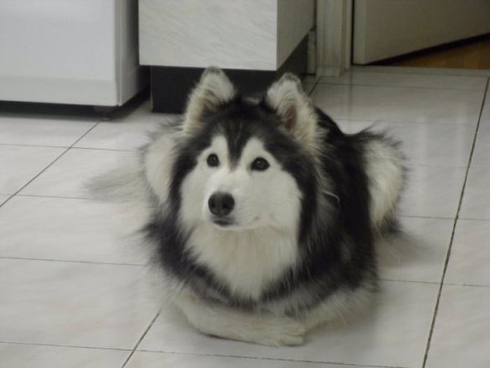 This Husky Was Raised By Cats Now It Wants To Be One (29 pics)