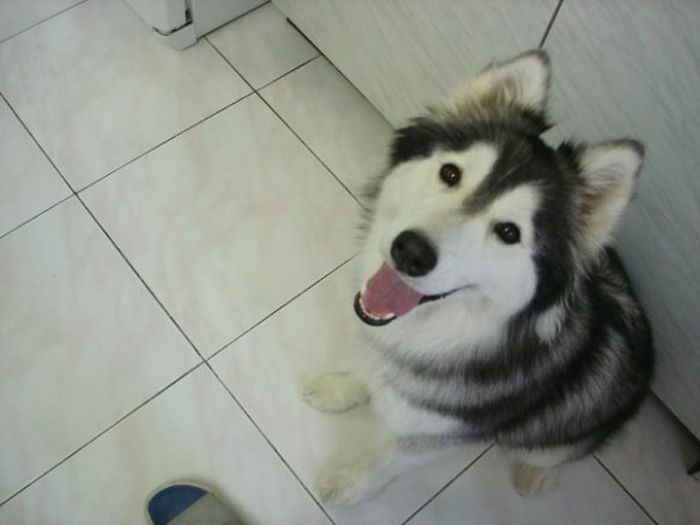 This Husky Was Raised By Cats Now It Wants To Be One (29 pics)
