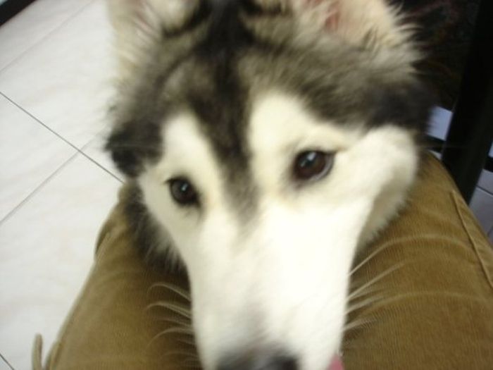 This Husky Was Raised By Cats Now It Wants To Be One (29 pics)