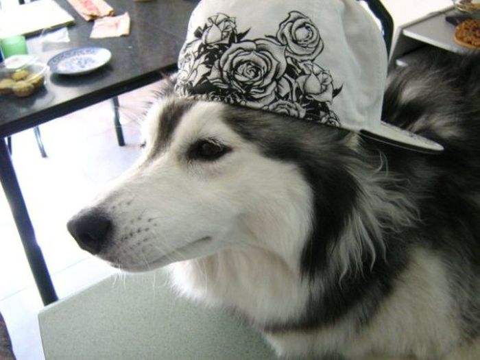 This Husky Was Raised By Cats Now It Wants To Be One (29 pics)