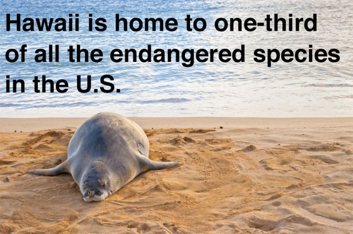20 Things About Hawaii That You Need To Know (20 pics)