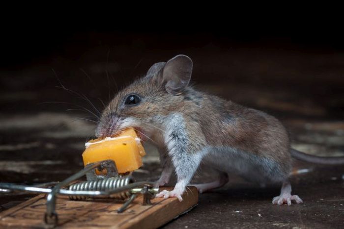 This Mouse Does Battle With A Mousetrap (25 pics)