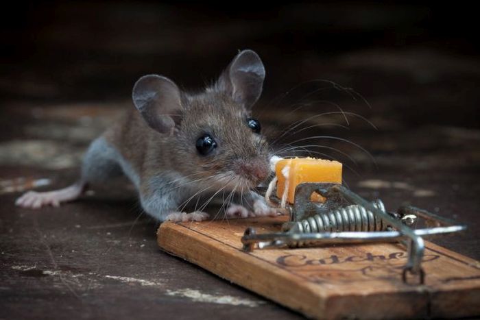 This Mouse Does Battle With A Mousetrap (25 pics)