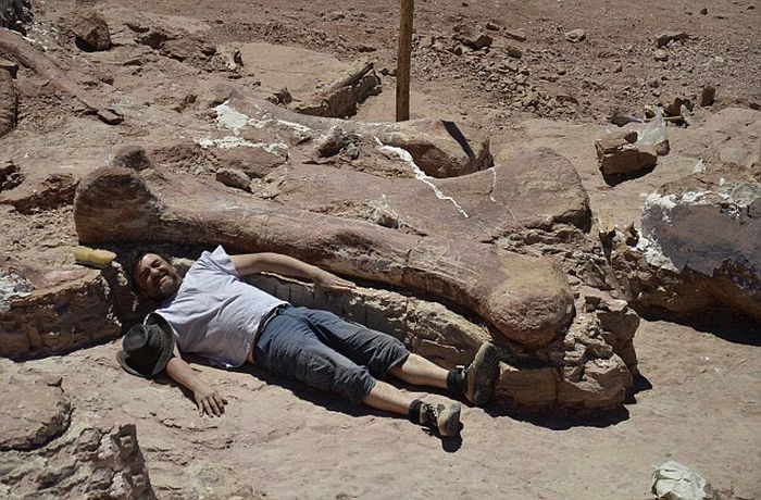 Largest Dinosaur Ever Gets Discovered In Argentina (11 pics)