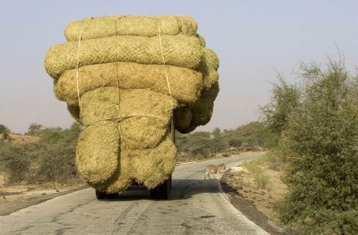 The Strangest Transportation Methods Ever (50 pics)