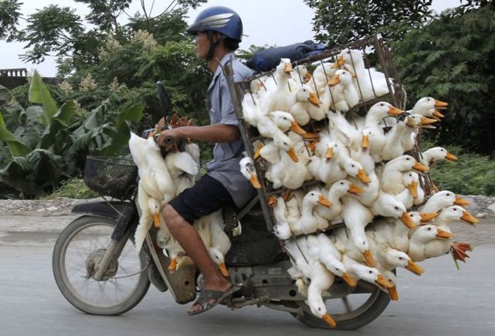 The Strangest Transportation Methods Ever (50 pics)