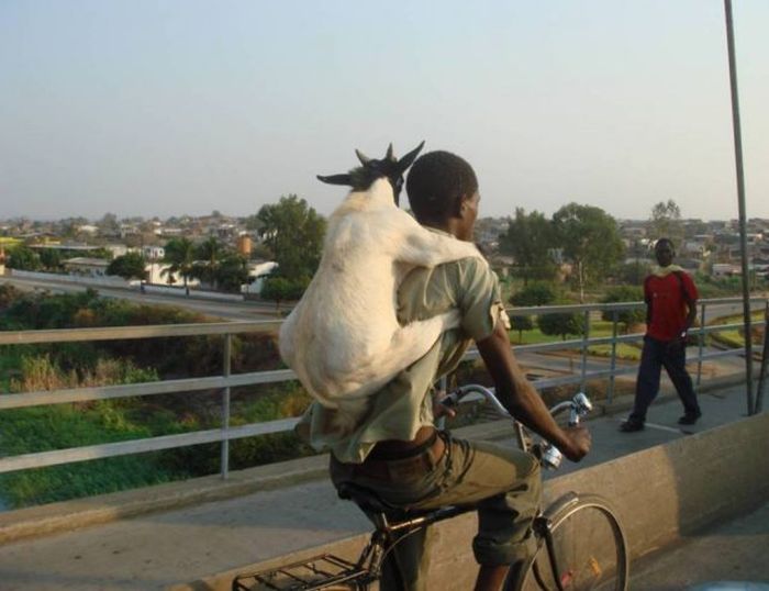 The Strangest Transportation Methods Ever (50 pics)