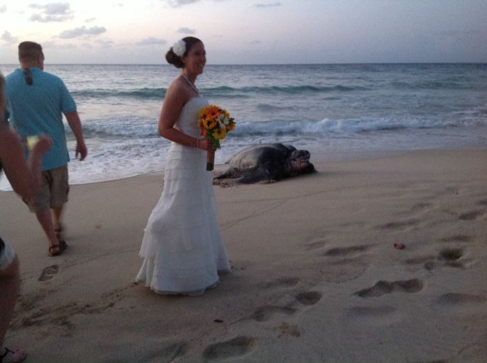 This Turtle Is A Total Wedding Crasher (5 pics)