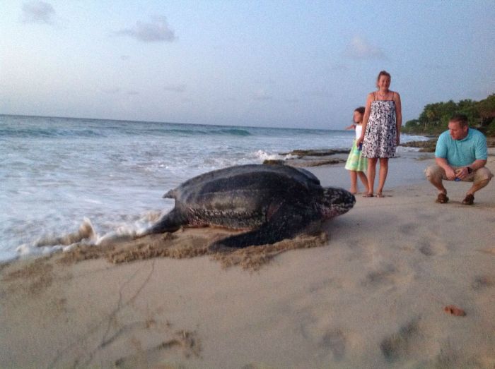 This Turtle Is A Total Wedding Crasher (5 pics)