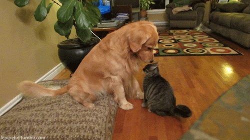 These Pictures Are Guaranteed To Make You Smile (51 pics)