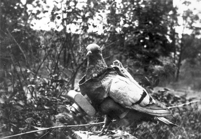 The Animals That Helped Fight World War I (45 pics)