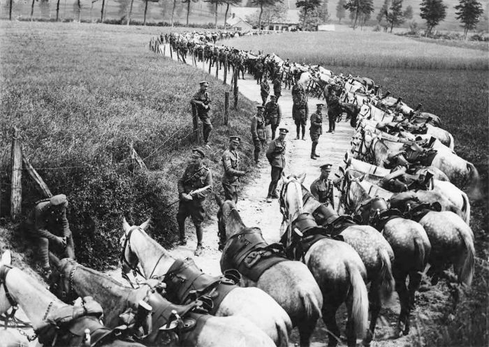 The Animals That Helped Fight World War I (45 pics)