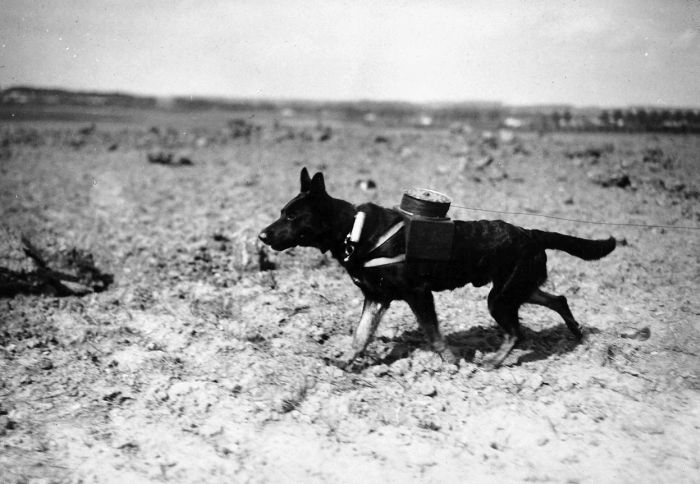 The Animals That Helped Fight World War I (45 pics)
