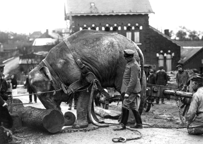 The Animals That Helped Fight World War I (45 pics)