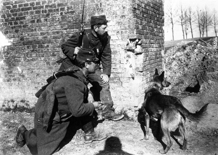 The Animals That Helped Fight World War I (45 pics)