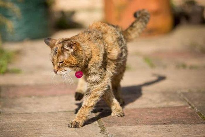 Get Ready To Meet The World’s Oldest Cat (14 pics)