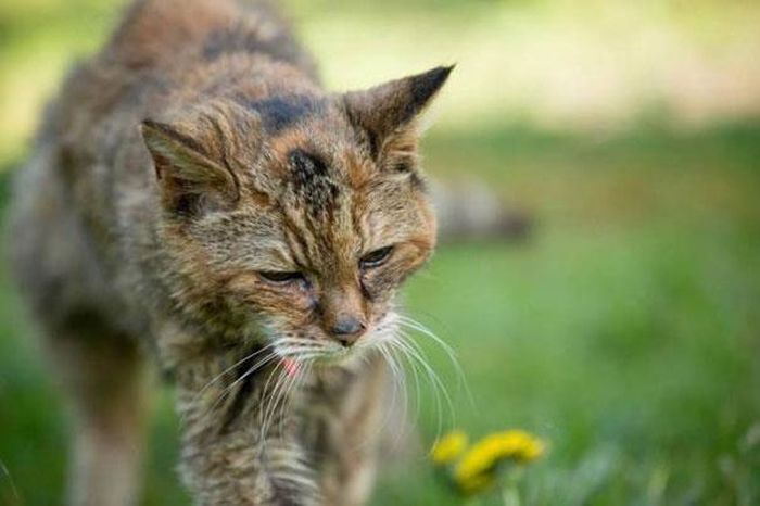 Get Ready To Meet The World's Oldest Cat (14 pics)