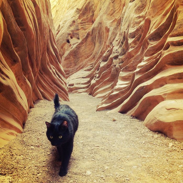 This Cat Climbs Mountains Like A Boss (21 pics)
