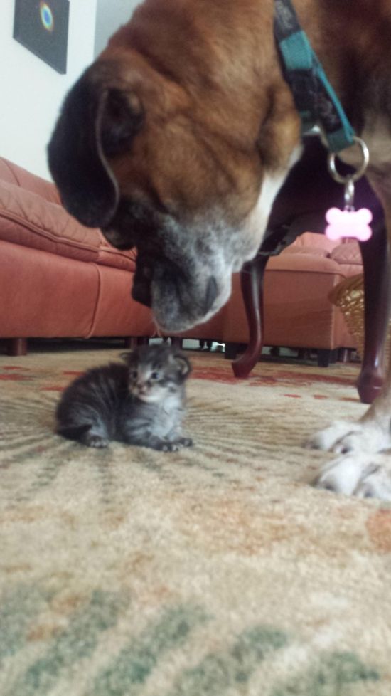 This Dog And Cat Became Besties Pretty Quick (6 pics)