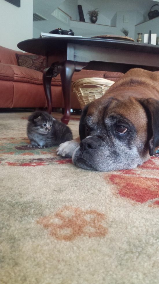 This Dog And Cat Became Besties Pretty Quick (6 pics)