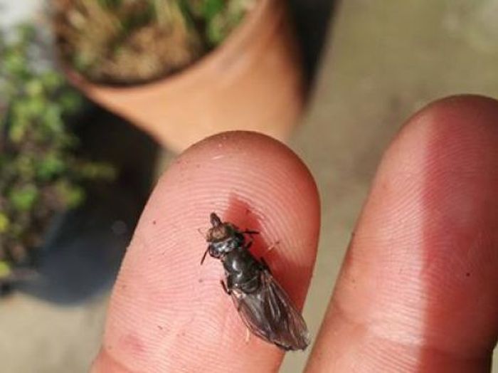 Iceland Is Turning Flies Into Food (17 pics)