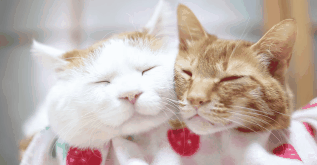 Acid Gifdump, May 26, 2014 (25 gifs)