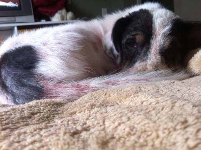 Watch This Rescue Dog's Road To Recovery (24 pics)