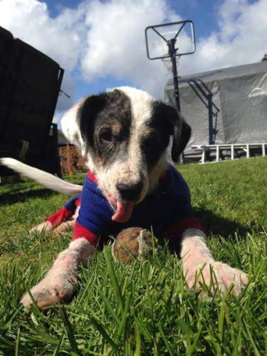 Watch This Rescue Dog's Road To Recovery (24 pics)