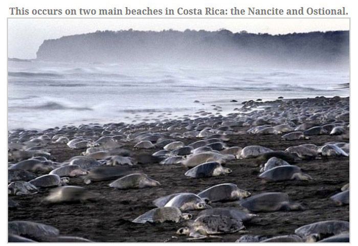 These Turtles All Lay Eggs Together (10 pics)