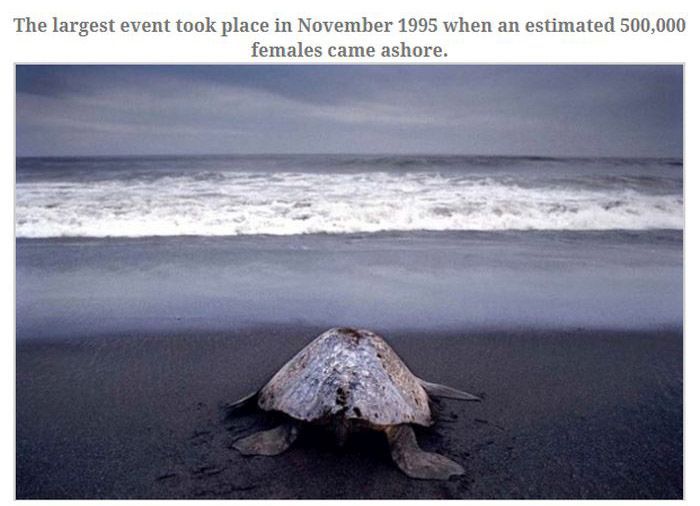 These Turtles All Lay Eggs Together (10 pics)