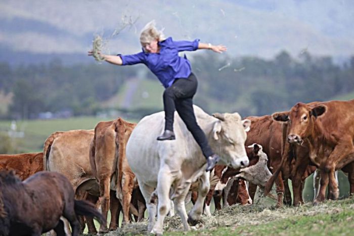 This Woman Gets Owned By A Bull (5 pics)