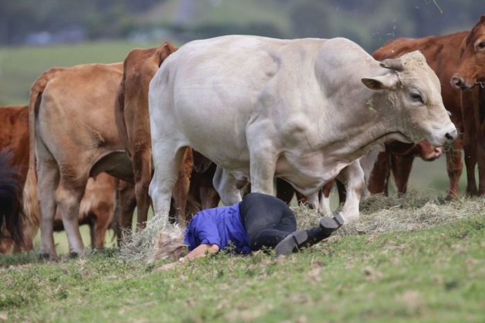 This Woman Gets Owned By A Bull (5 pics)