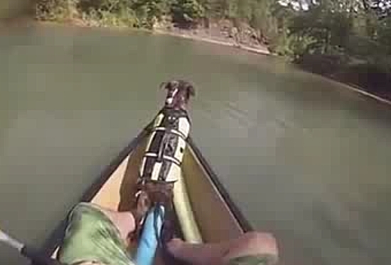 Dog Falls Out Boat During Rafting