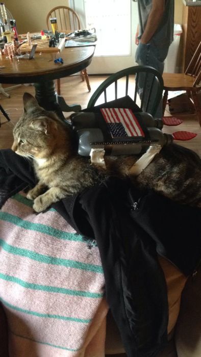 Nothing Says Cool Like A Cat With A Jetpack (11 pics)