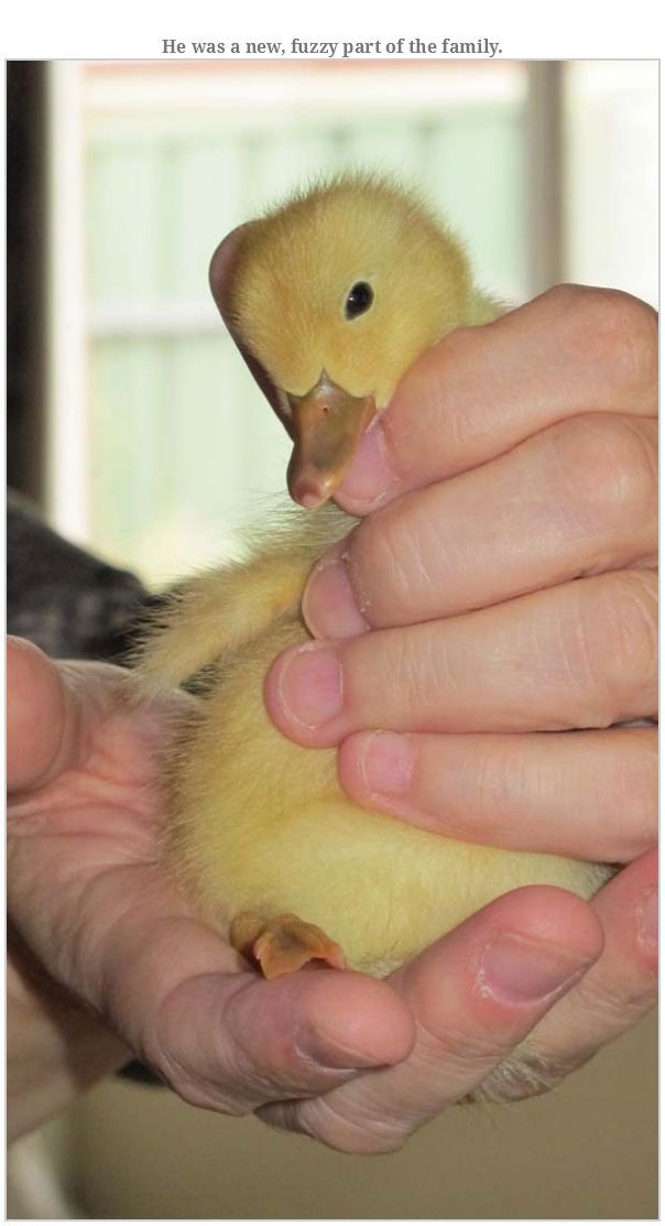 Meet The Duck That's Named Goose (15 pics)