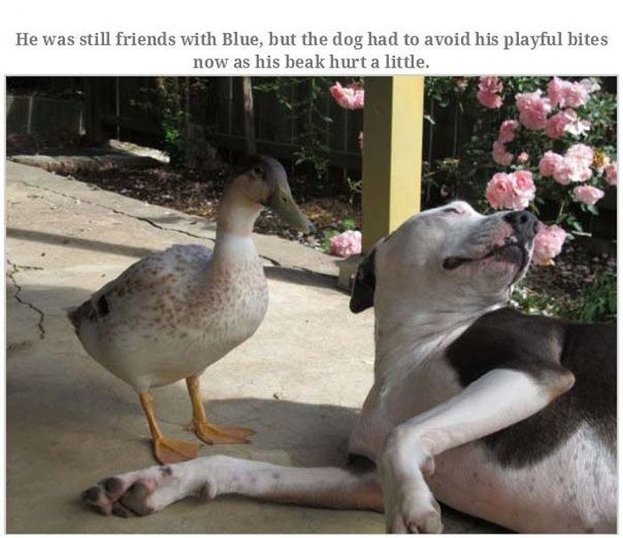 Meet The Duck That's Named Goose (15 pics)