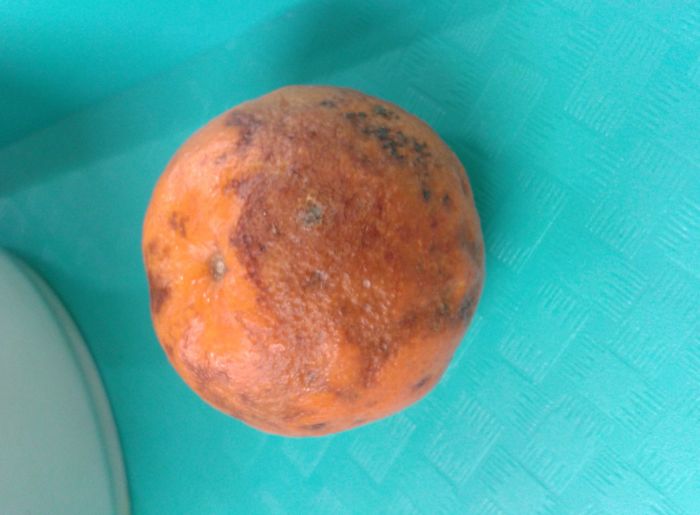 See The Gross Meals Hungarian Schools Serve (14 pics)