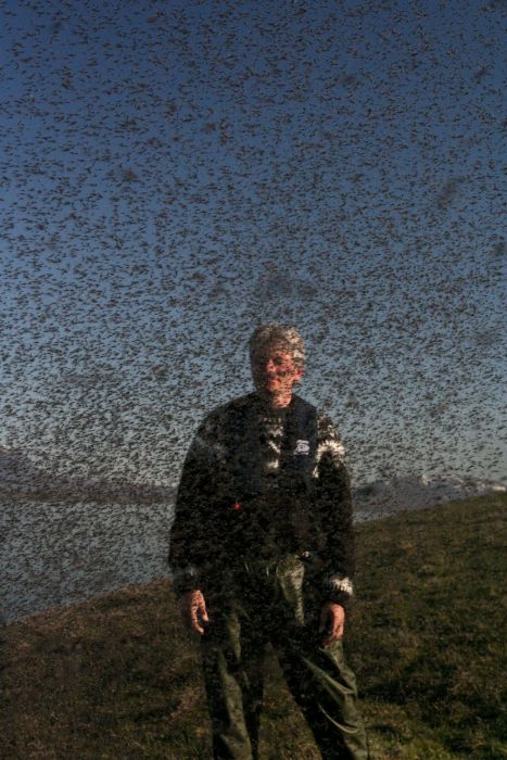 Fly Season Is Here And There's No Escape (20 pics)