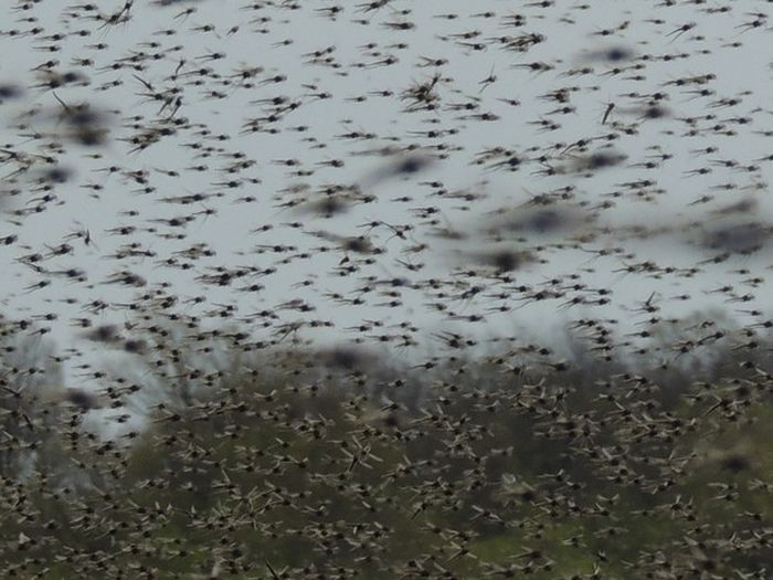 Fly Season Is Here And There's No Escape (20 pics)
