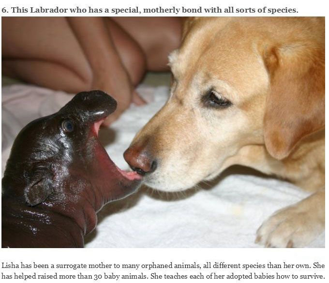 You Will Never Look At Animals The Same Way Again (39 pics)