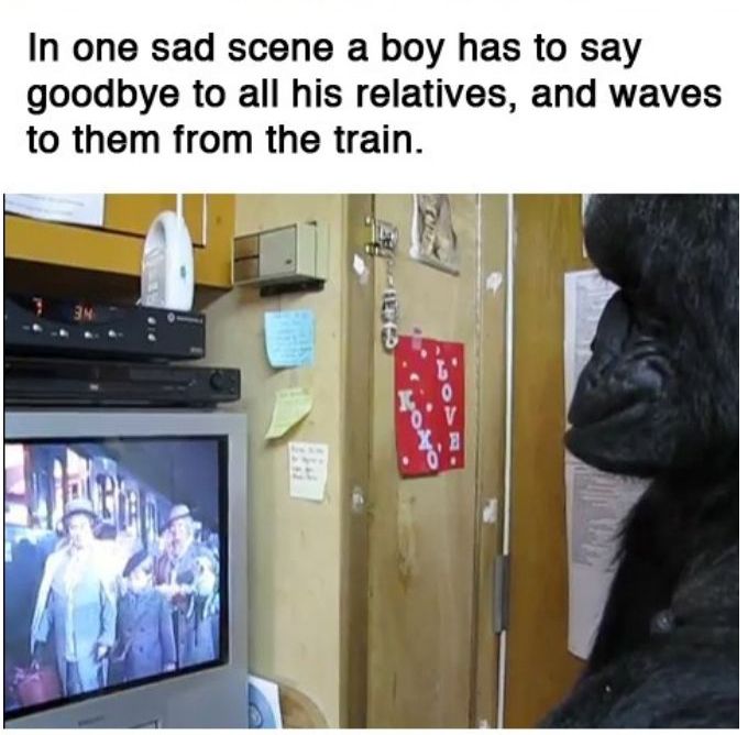 You Will Never Look At Animals The Same Way Again (39 pics)