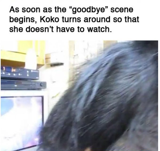 You Will Never Look At Animals The Same Way Again (39 pics)