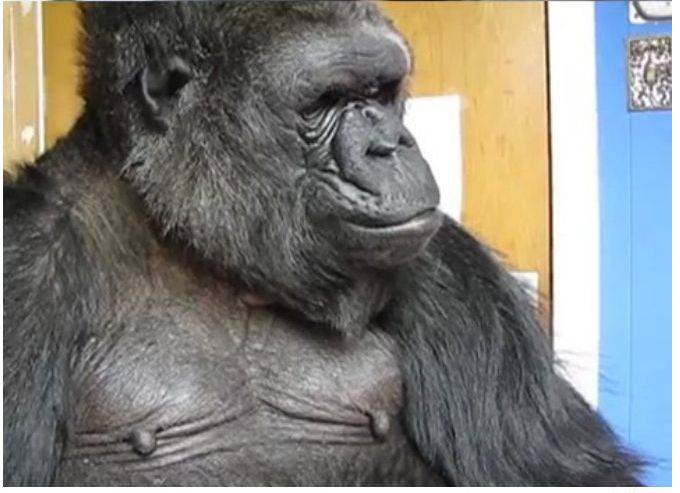 You Will Never Look At Animals The Same Way Again (39 pics)
