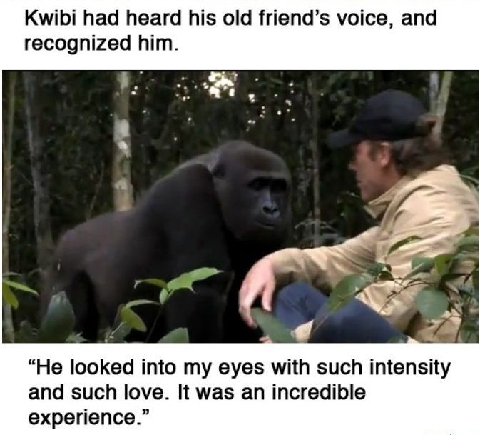 You Will Never Look At Animals The Same Way Again (39 pics)