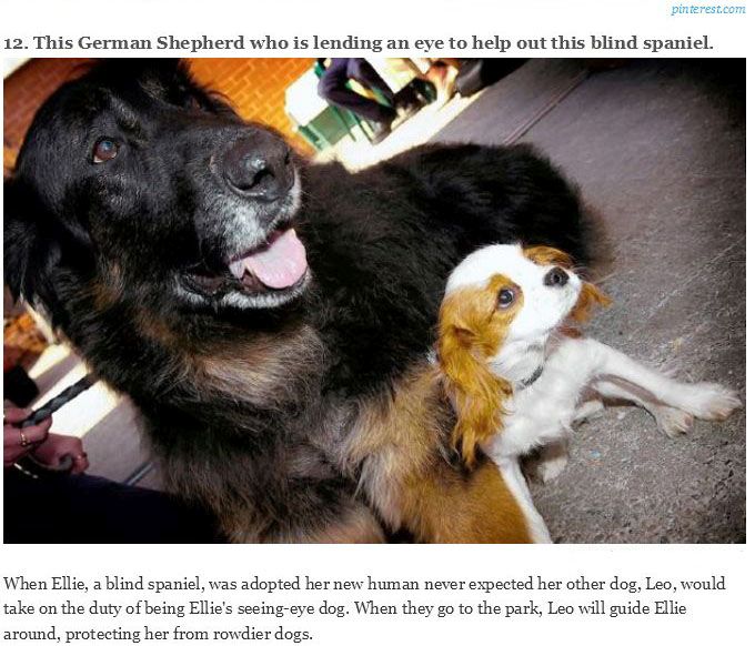 You Will Never Look At Animals The Same Way Again (39 pics)