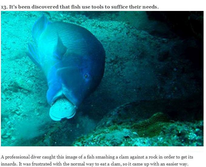 You Will Never Look At Animals The Same Way Again (39 pics)
