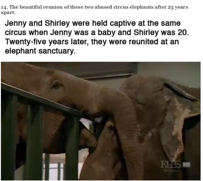 You Will Never Look At Animals The Same Way Again (39 pics)
