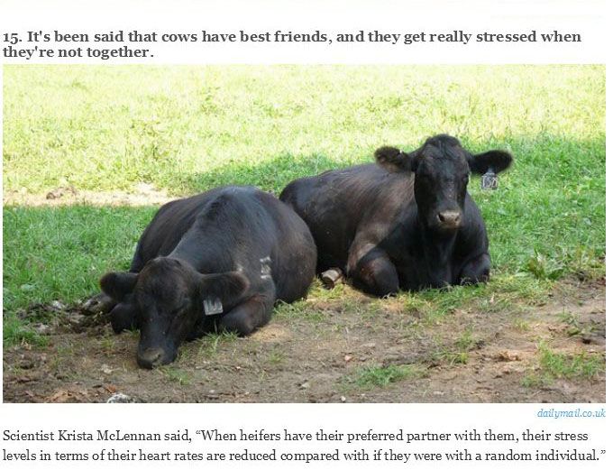 You Will Never Look At Animals The Same Way Again (39 pics)