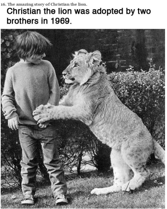 You Will Never Look At Animals The Same Way Again (39 pics)