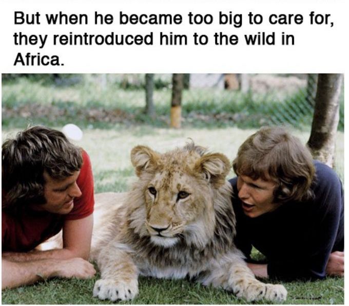 You Will Never Look At Animals The Same Way Again (39 pics)